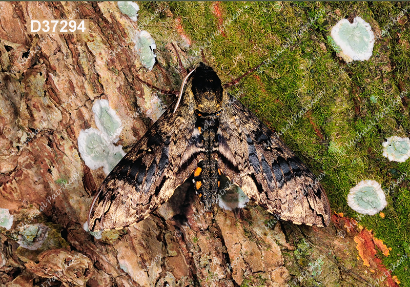 Manduca brasiliensis